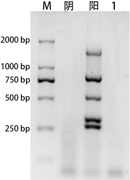 Reagent kit capable of simultaneously detecting monocytosis Listeria monocytogenes, bacillus cereus, cronobactersakazakii and staphylococcus aureus