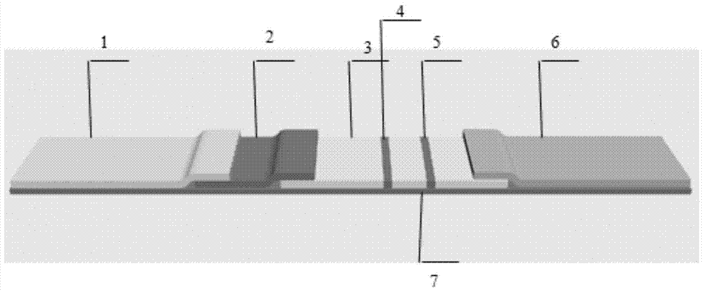 A nucleic acid aptamer based on estradiol in saliva and a gold standard test strip for detection