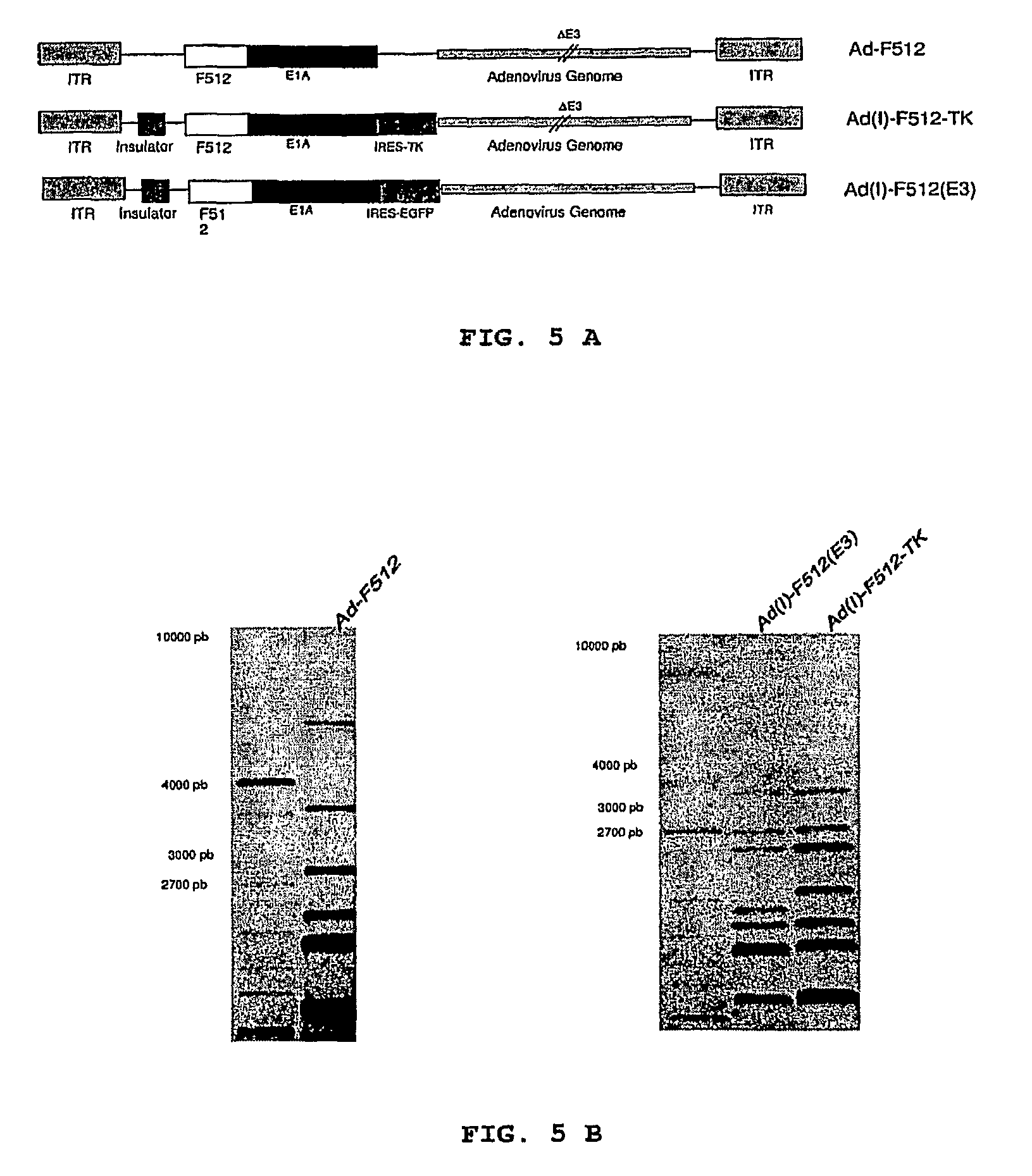 Isolated DNA fragment of the SPARC human promoter and its use for driving the expression of an heterologous gene in tumor cells