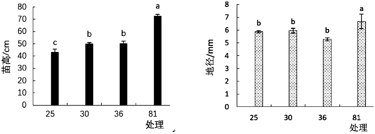 Culturing method of schima superba container seedlings