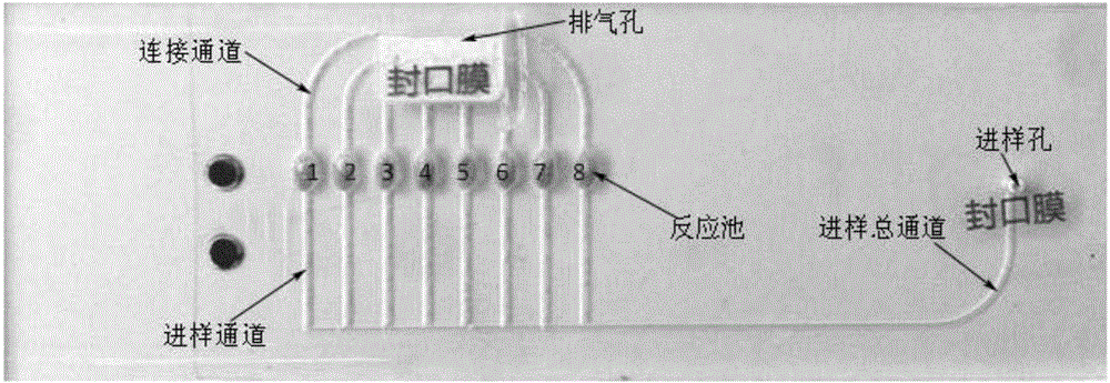 Hand-foot-and-mouth disease pathogen detection primer group and kit