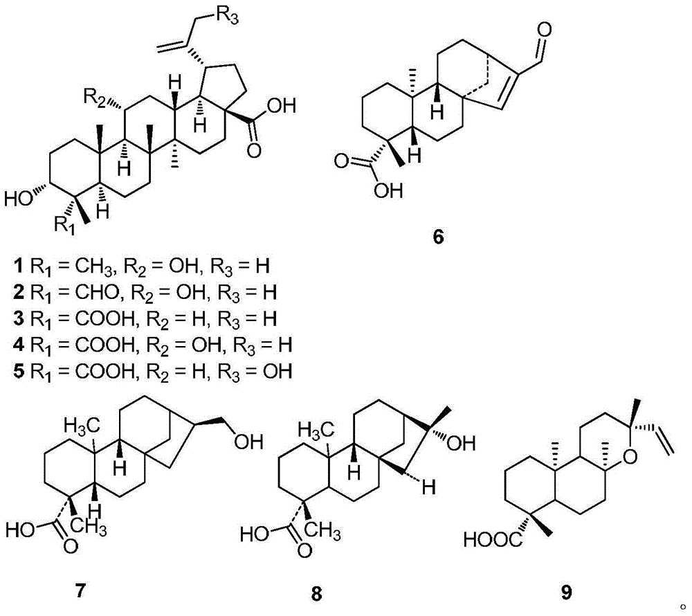 Application of radix acanthopanacis trifoliate extract in inhibiting alpha-glucosidase