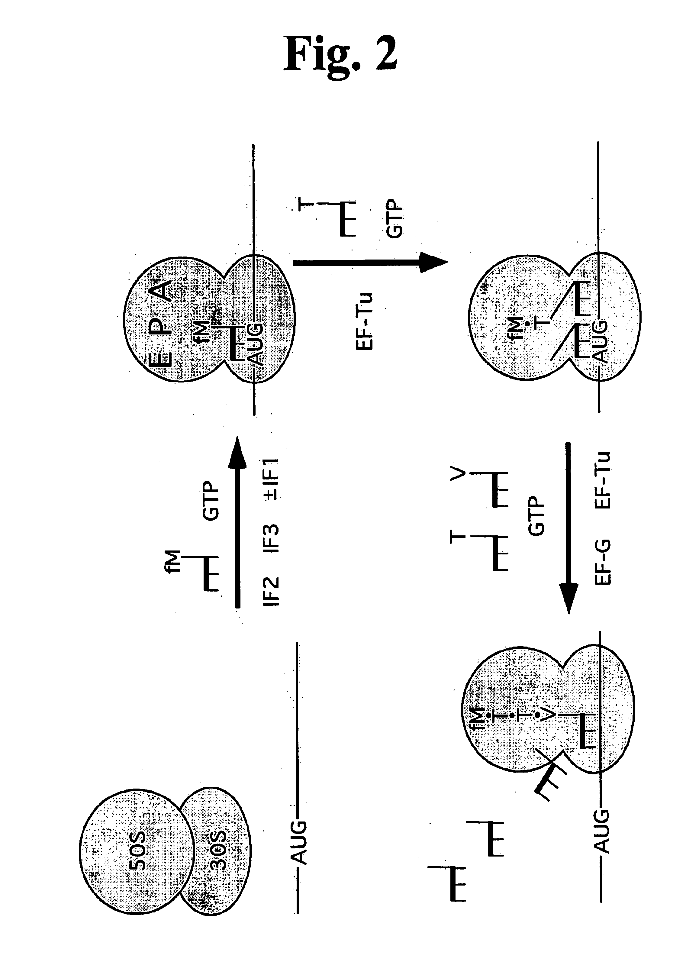 Process and compositions for peptide, protein and peptidomimetic synthesis