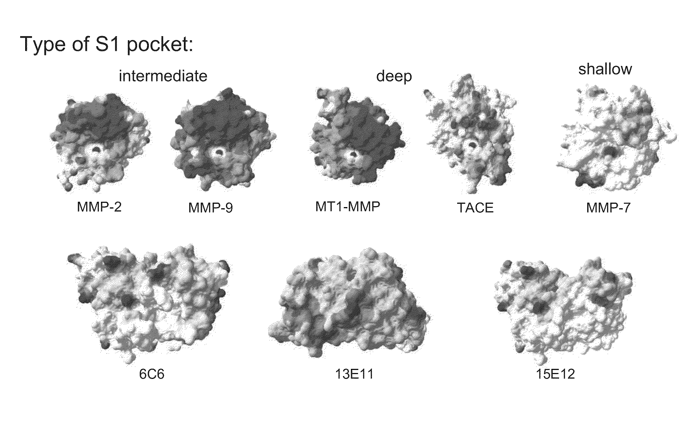 Antibodies and pharmaceutical compositions containing same useful for inhibiting activity of metalloproteins