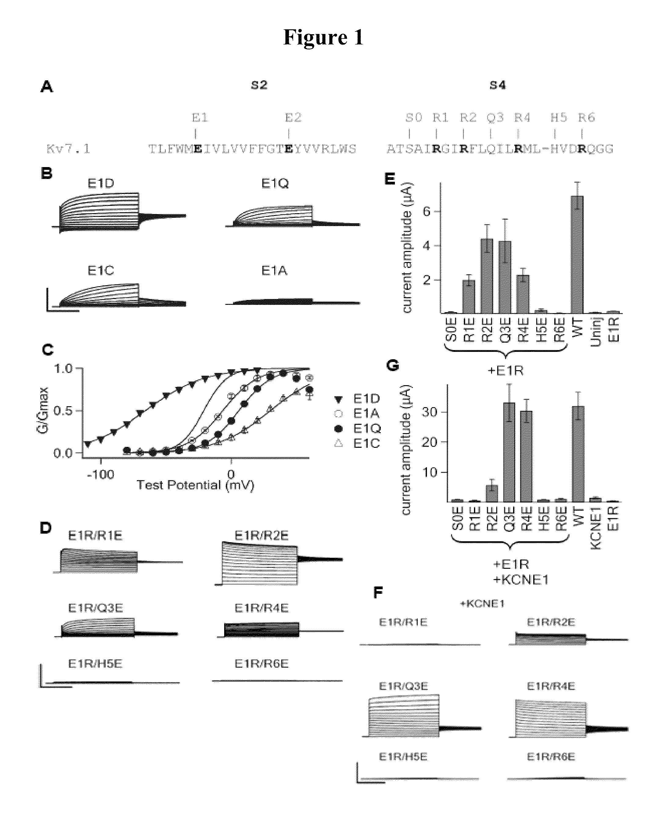 KCNQ channels as therapeutic targets