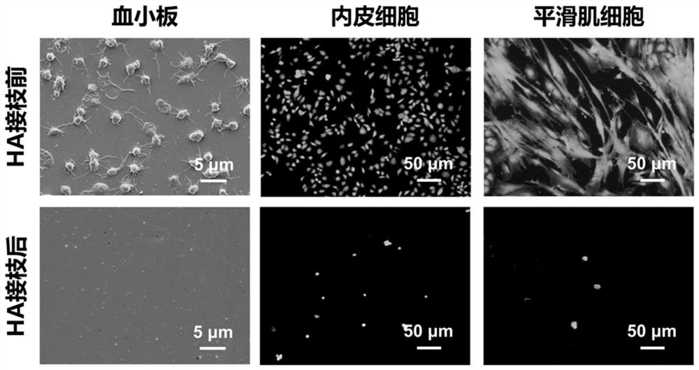 Material with biological anti-pollution function as well as preparation method and application thereof