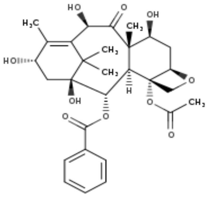 Taxus cuspidata endophytic fungus for high yield of 10-deacetylbaccatin III