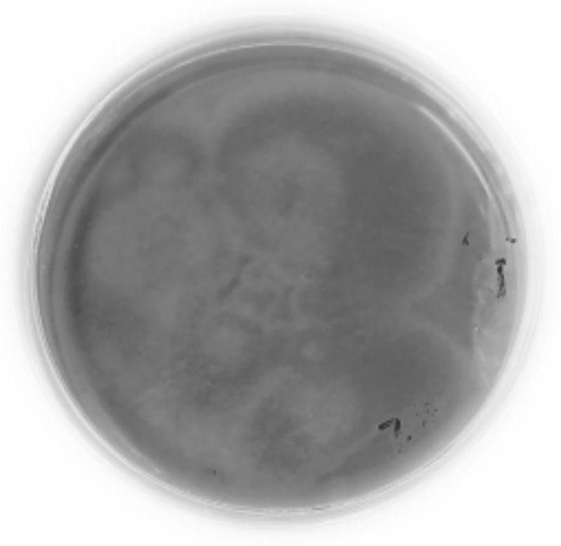 Taxus cuspidata endophytic fungus for high yield of 10-deacetylbaccatin III