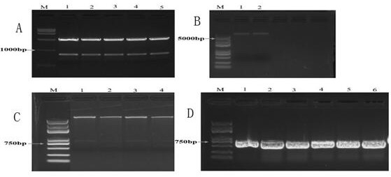 Gastrodia elata superoxide dismutase gene and application thereof