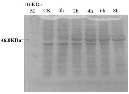 Gastrodia elata superoxide dismutase gene and application thereof