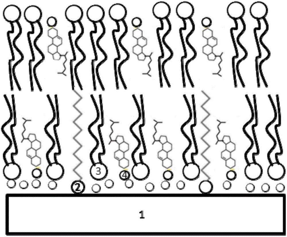 Biosensor interface constructed through phospholipid membrane layer and preparation method of interface