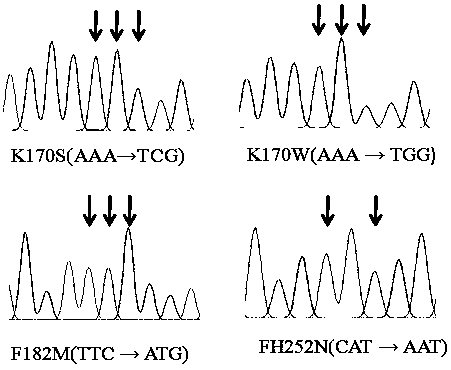 A kind of c-type β-glucosidase mutant and its expression plasmid and recombinant bacteria