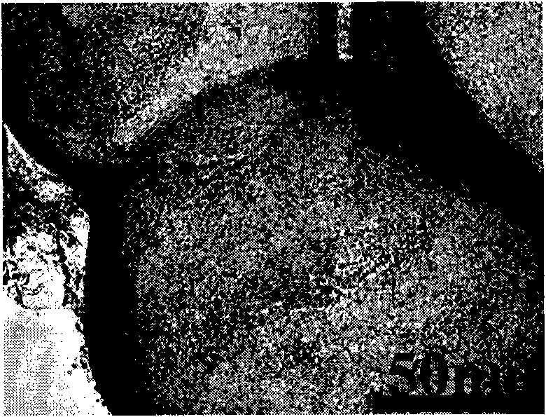 Method for preparing mesoscopic material with controllable appearance