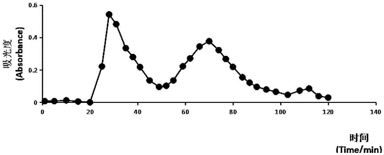 Agaricus blazei murill polypeptide as well as preparation method and application of polypeptide thereof