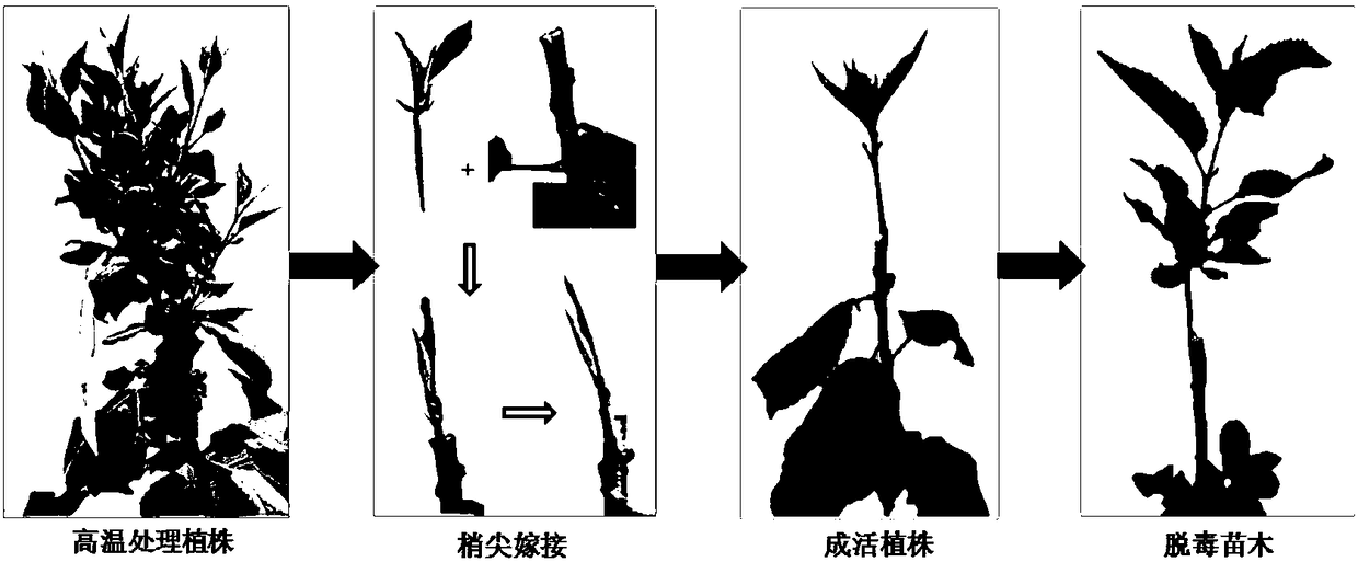 Young shoot grafting method for virus removal of apples