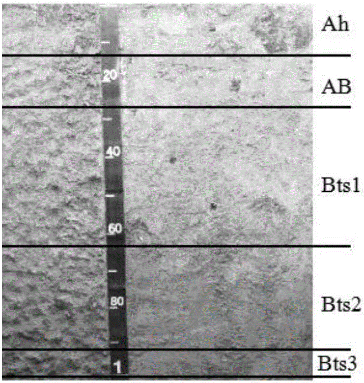 Soil organic carbon storage amount estimation method based on soil genetic horizon thickness prediction