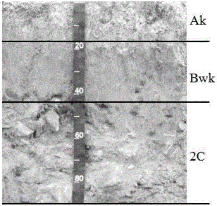 Soil organic carbon storage amount estimation method based on soil genetic horizon thickness prediction