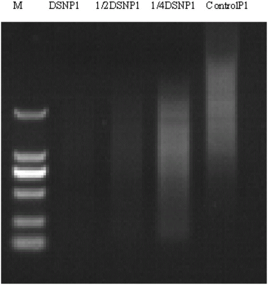 Zizania latifolia complementary deoxyribonucleic acid (cDNA) library construction method