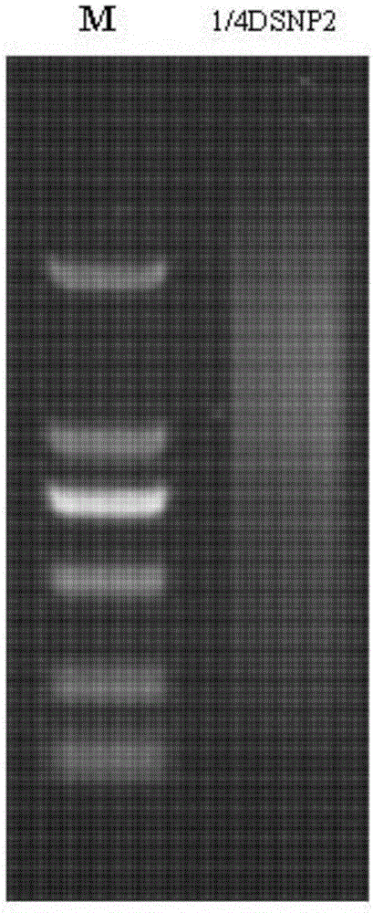 Zizania latifolia complementary deoxyribonucleic acid (cDNA) library construction method