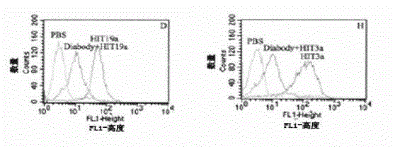 Anti-CD3/anti-CD19 dual-specific antibody and application thereof