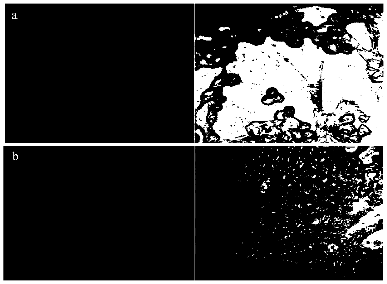 Equine herpesvirus-1 and application thereof