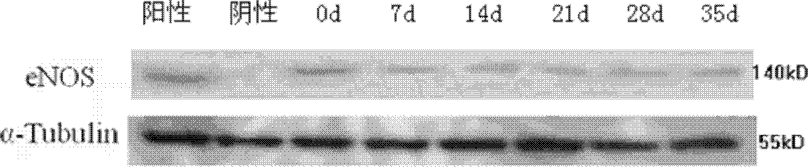 Blood maintenance liquid, preparation method thereof and application thereof