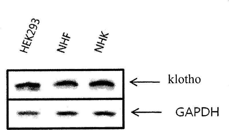 Detection kit for skin-active ingredients and method for detecting skin-active ingredients by using the same