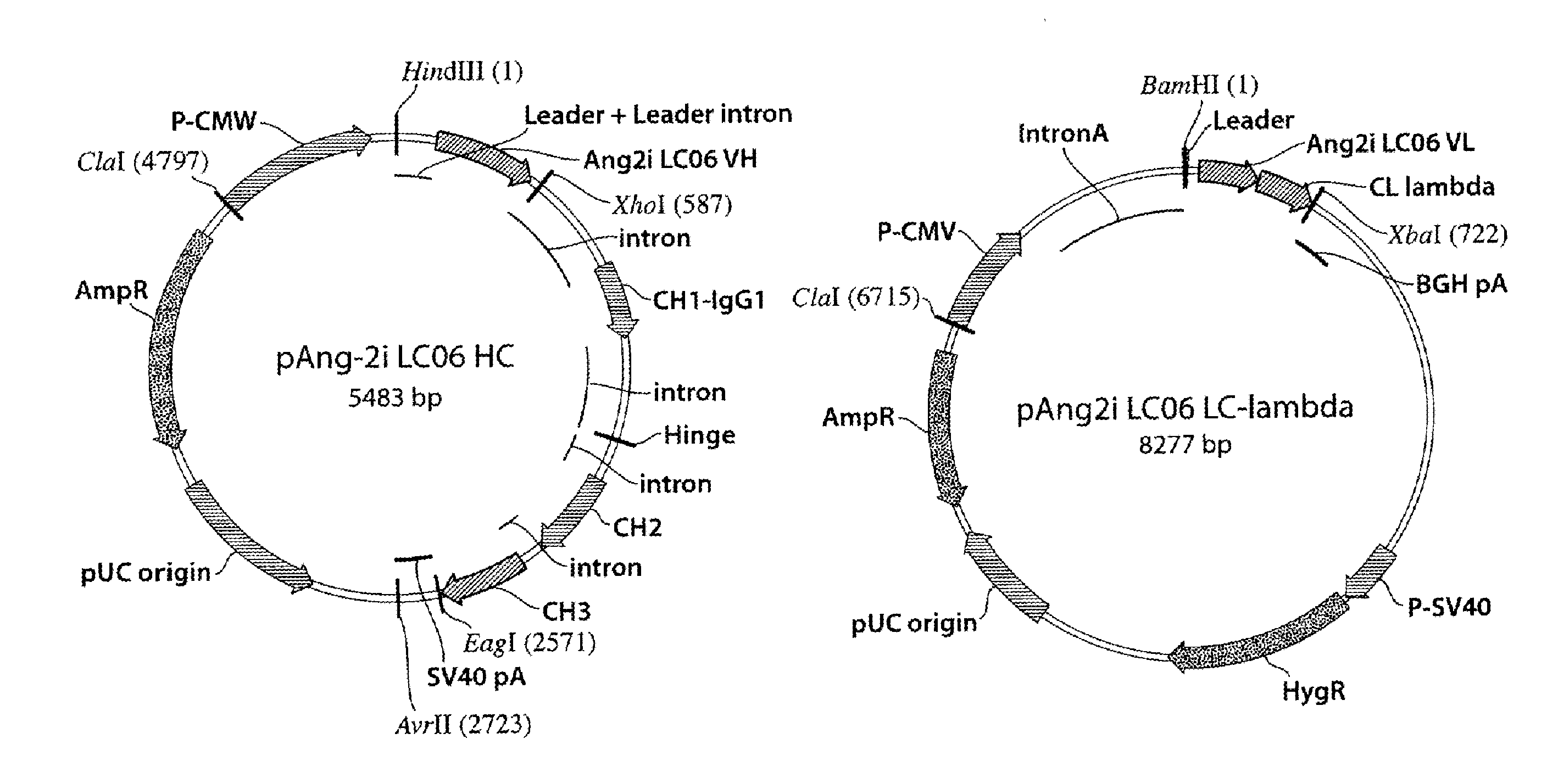 Antibodies against human angiopoietin 2