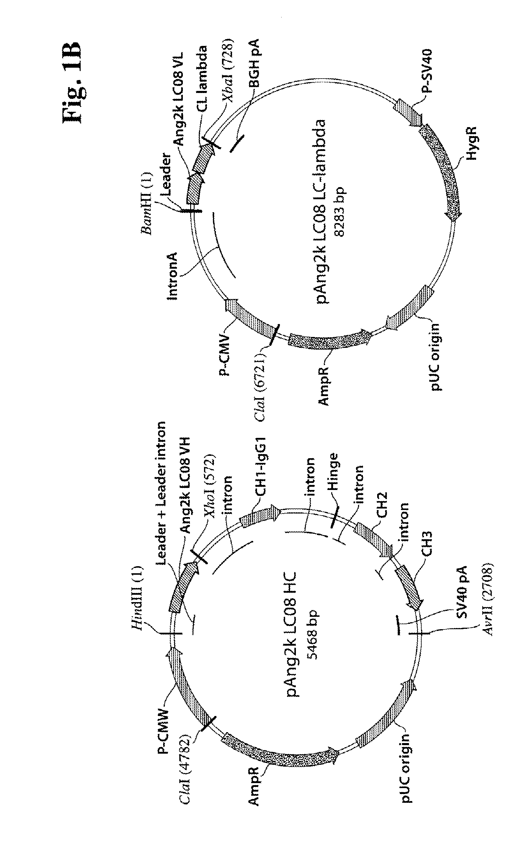 Antibodies against human angiopoietin 2