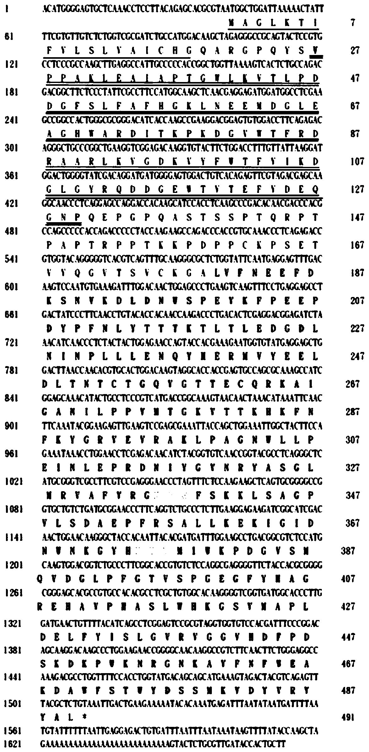 Recombinant bacterium targeted to silence plutella xylostella GNBP2 gene and application thereof in pest control