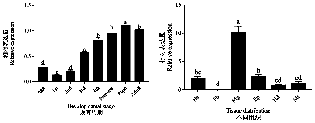 Recombinant bacterium targeted to silence plutella xylostella GNBP2 gene and application thereof in pest control