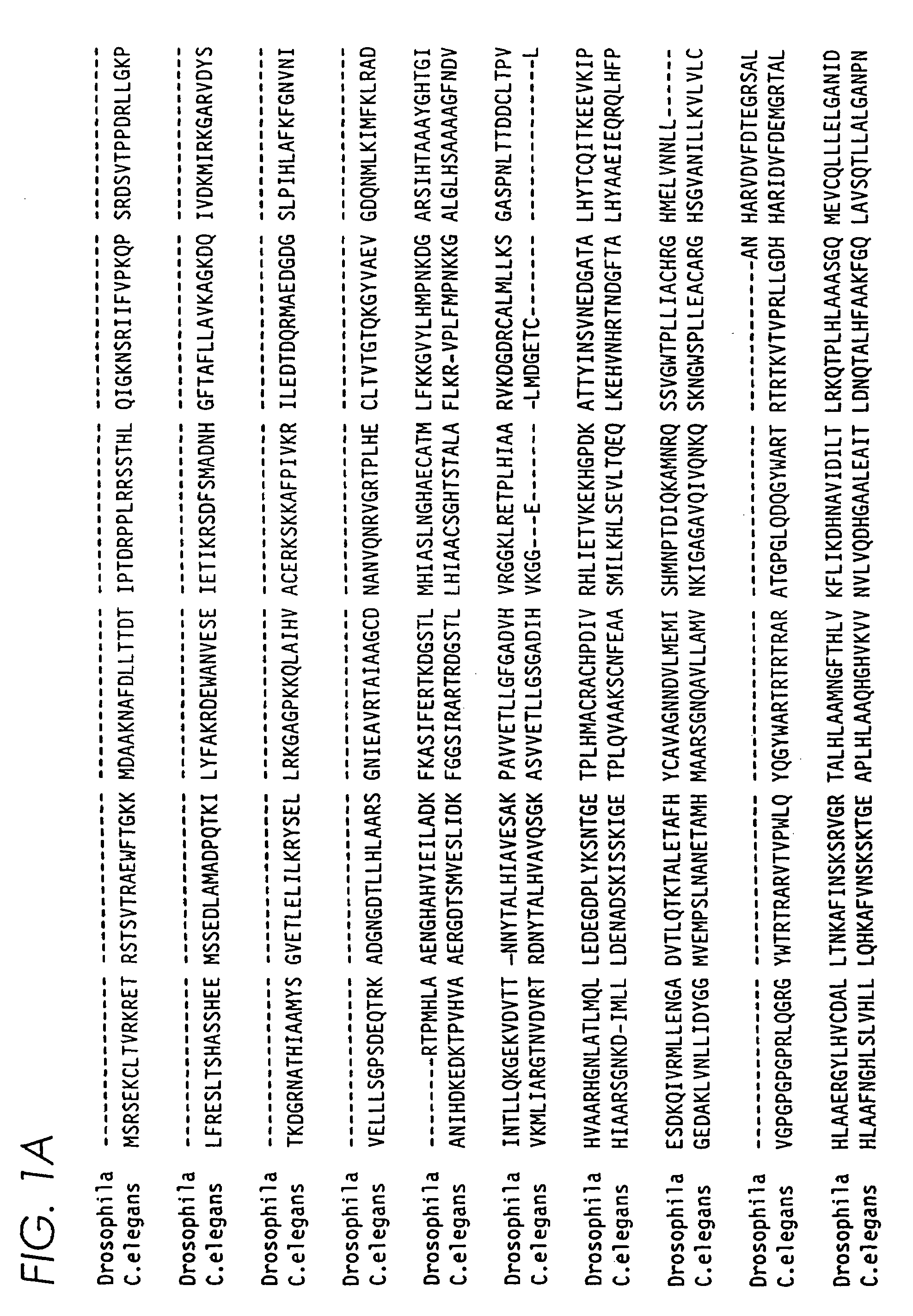 Eukaryotic mechanosensory transduction channel