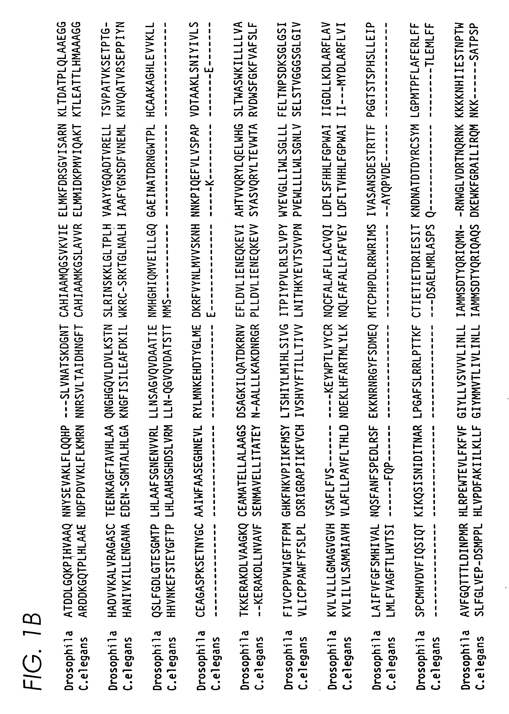 Eukaryotic mechanosensory transduction channel