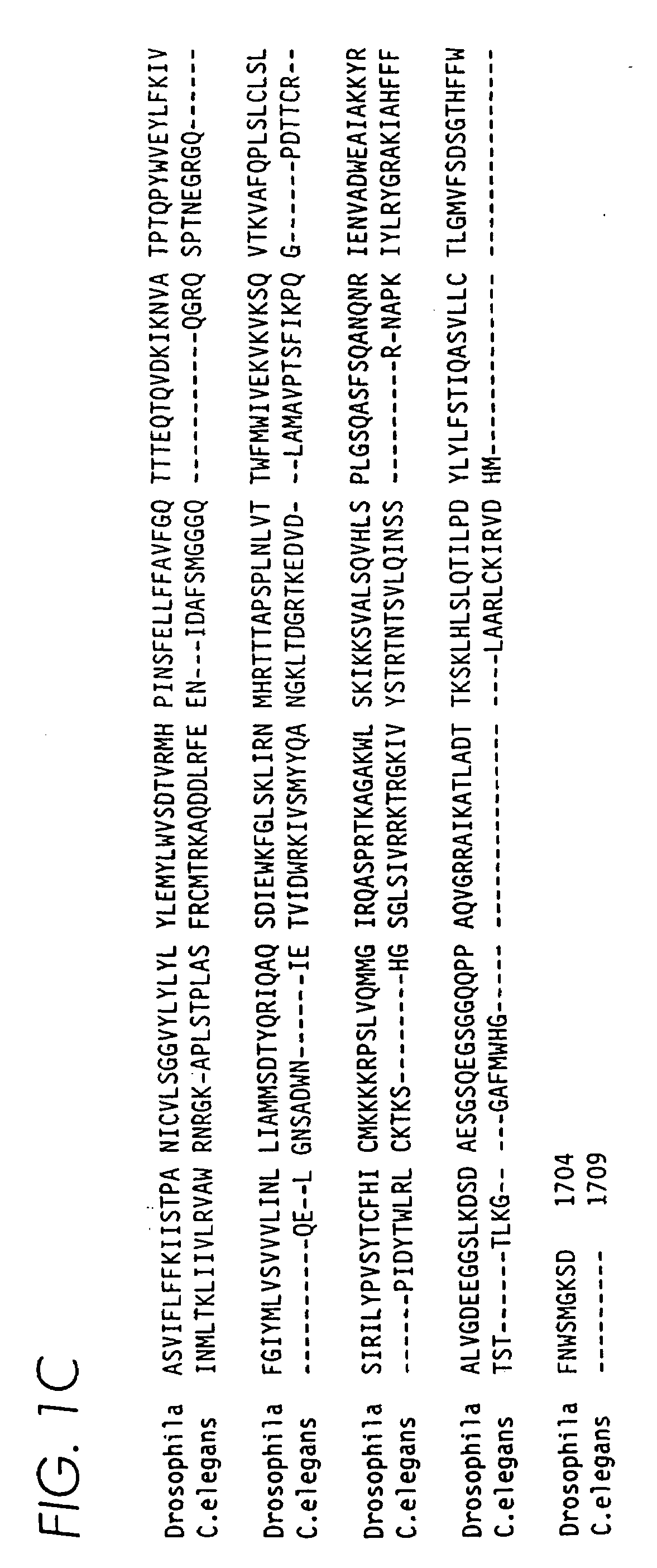 Eukaryotic mechanosensory transduction channel