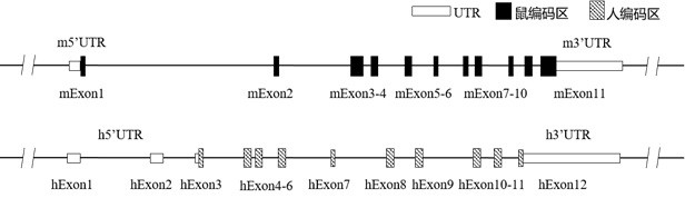 Construction method and application of IL1R1 gene-humanized modified non-human animal