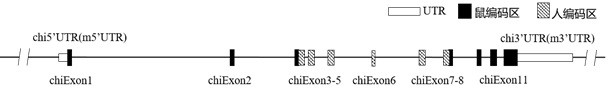 Construction method and application of IL1R1 gene-humanized modified non-human animal