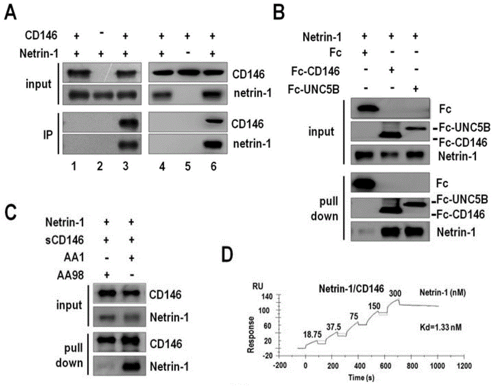 Reagent for blocking interaction between Netrin-1 and CD146 and tumor treatment application thereof