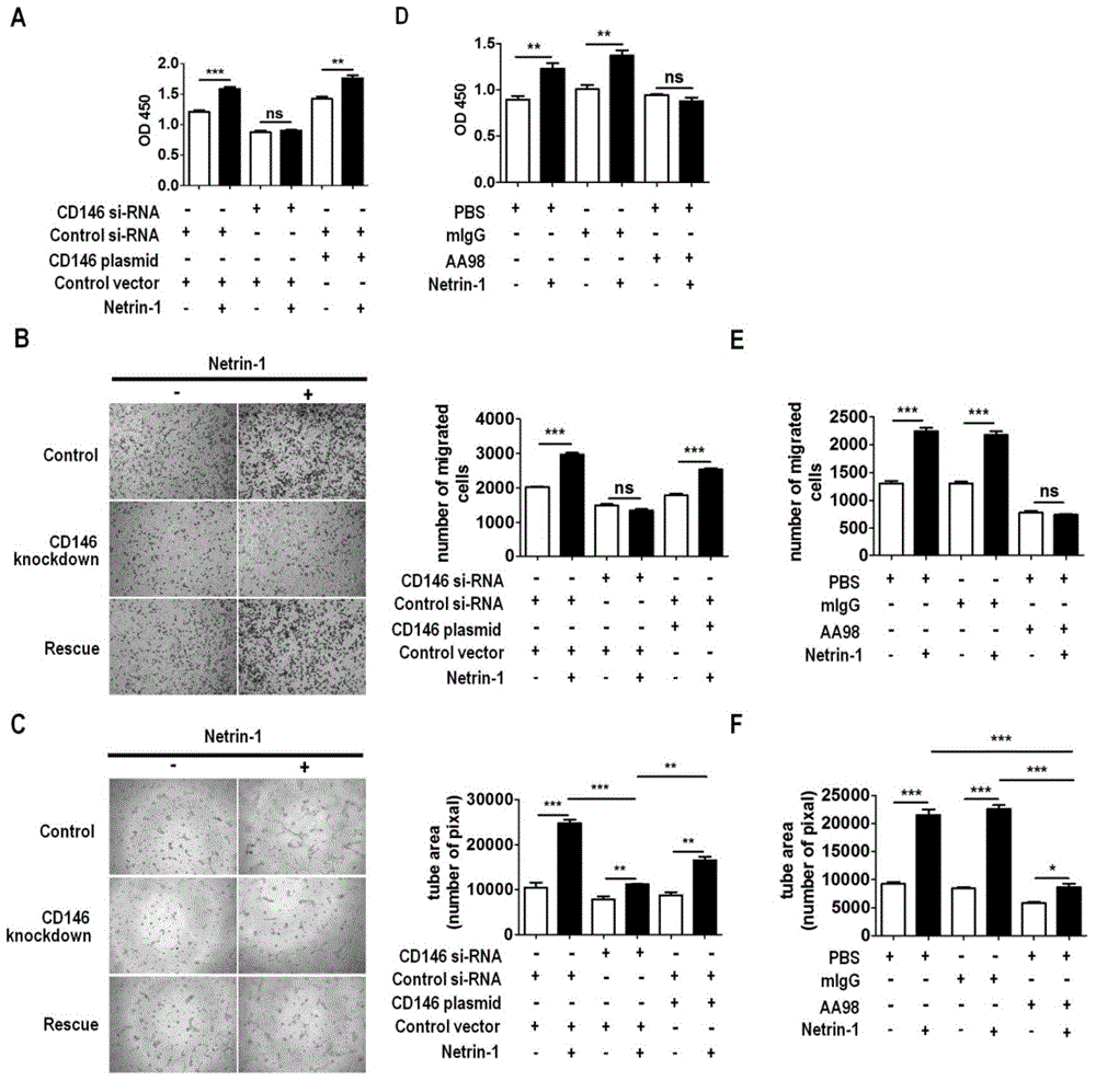 Reagent for blocking interaction between Netrin-1 and CD146 and tumor treatment application thereof