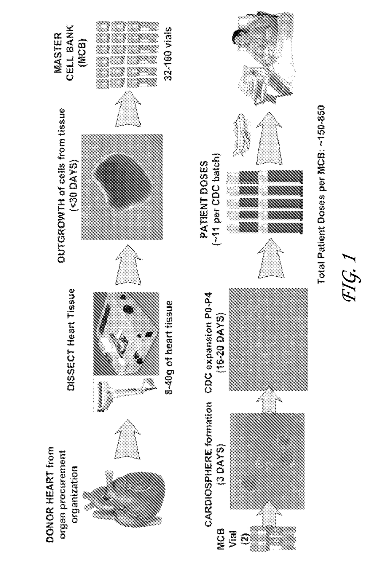 Optimized methods for generation of cardiac stem cells from cardiac tissue and their use in cardiac therapy