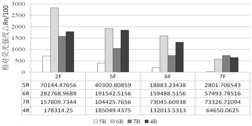 Fluorescent recombinase-mediated isothermal amplification detection kit for Clavibacter michiganensis subsp. nebraskensis