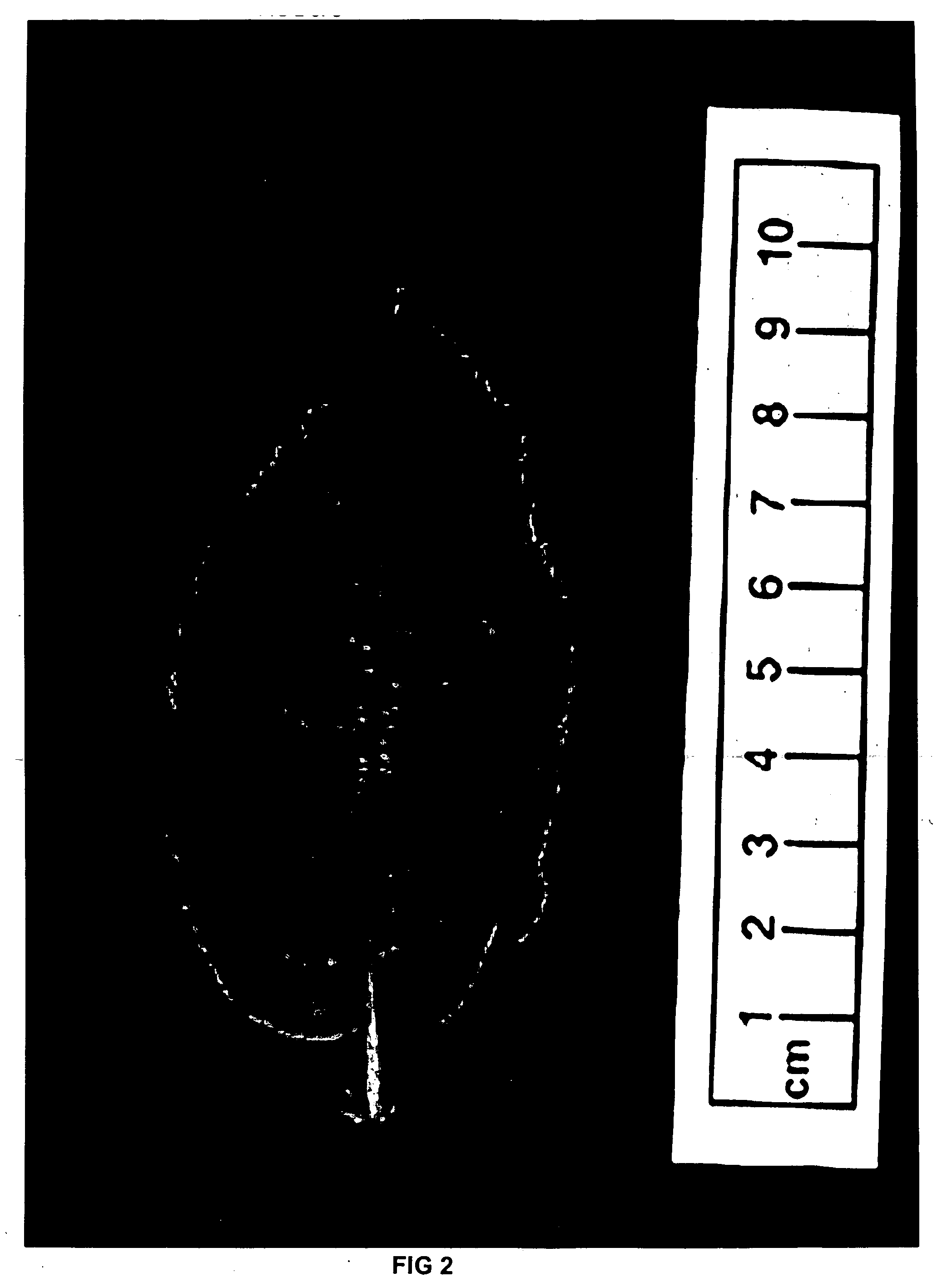 Apple tree rootstock named 'g.41'