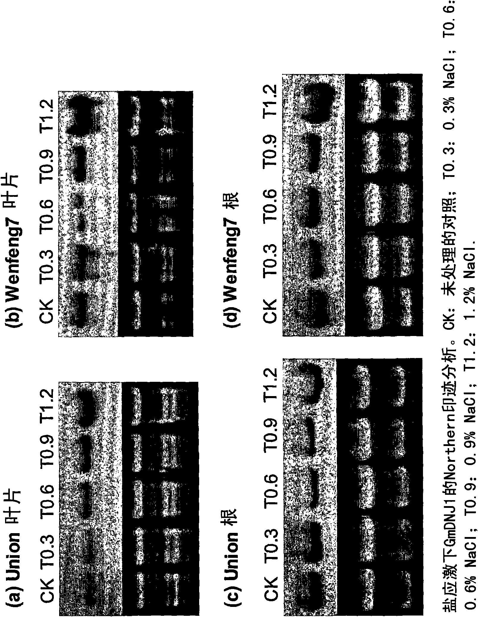 Abiotic stress tolerance conferred by J-domain-containing proteins