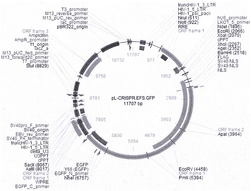 Targeted apo CIII CRISPR-Cas 9 system and application thereof