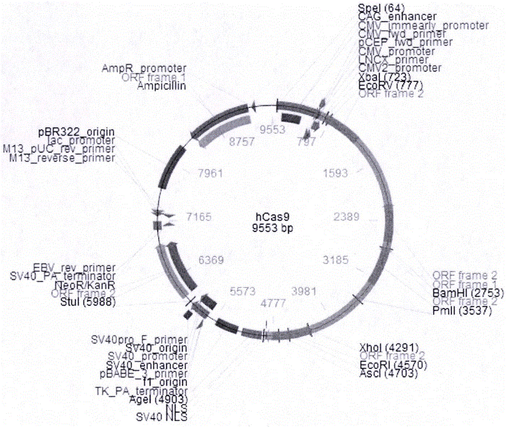 Targeted apo CIII CRISPR-Cas 9 system and application thereof