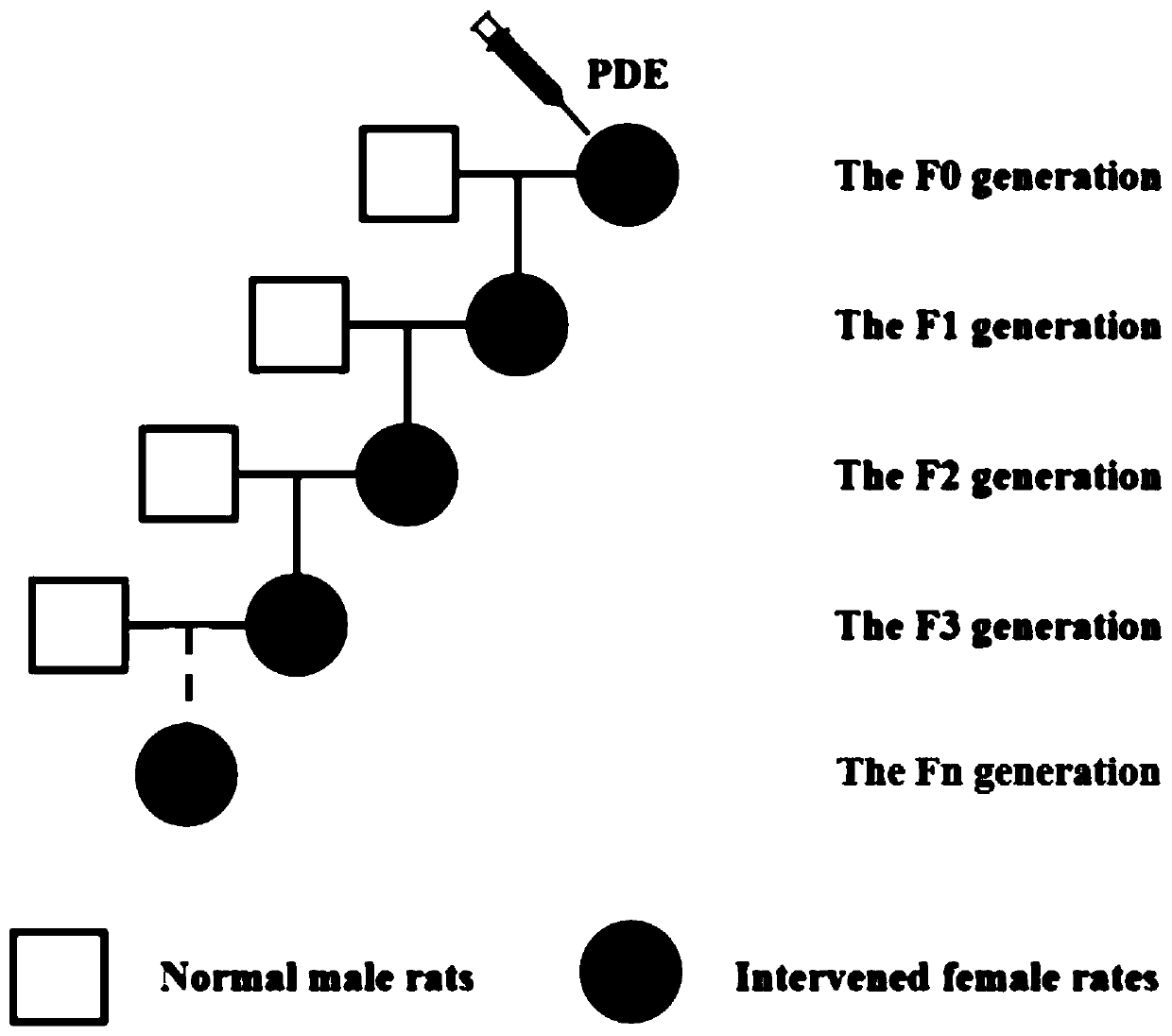 Construction method of low-quality articular cartilage animal model based on epigenetic modification and application of construction method