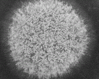 A strain of Aspergillus oryzae prb-1