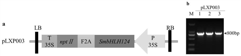 Application of salvia miltiorrhiza transcription factor SmbHLH124 in improvement of yield character of salvia miltiorrhiza hairy roots