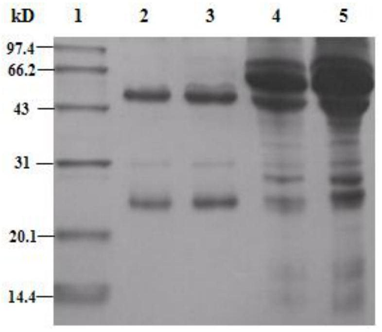 Hybridoma cell strain 8D3, monoclonal antibody and application thereof