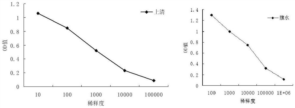 Hybridoma cell strain 8D3, monoclonal antibody and application thereof