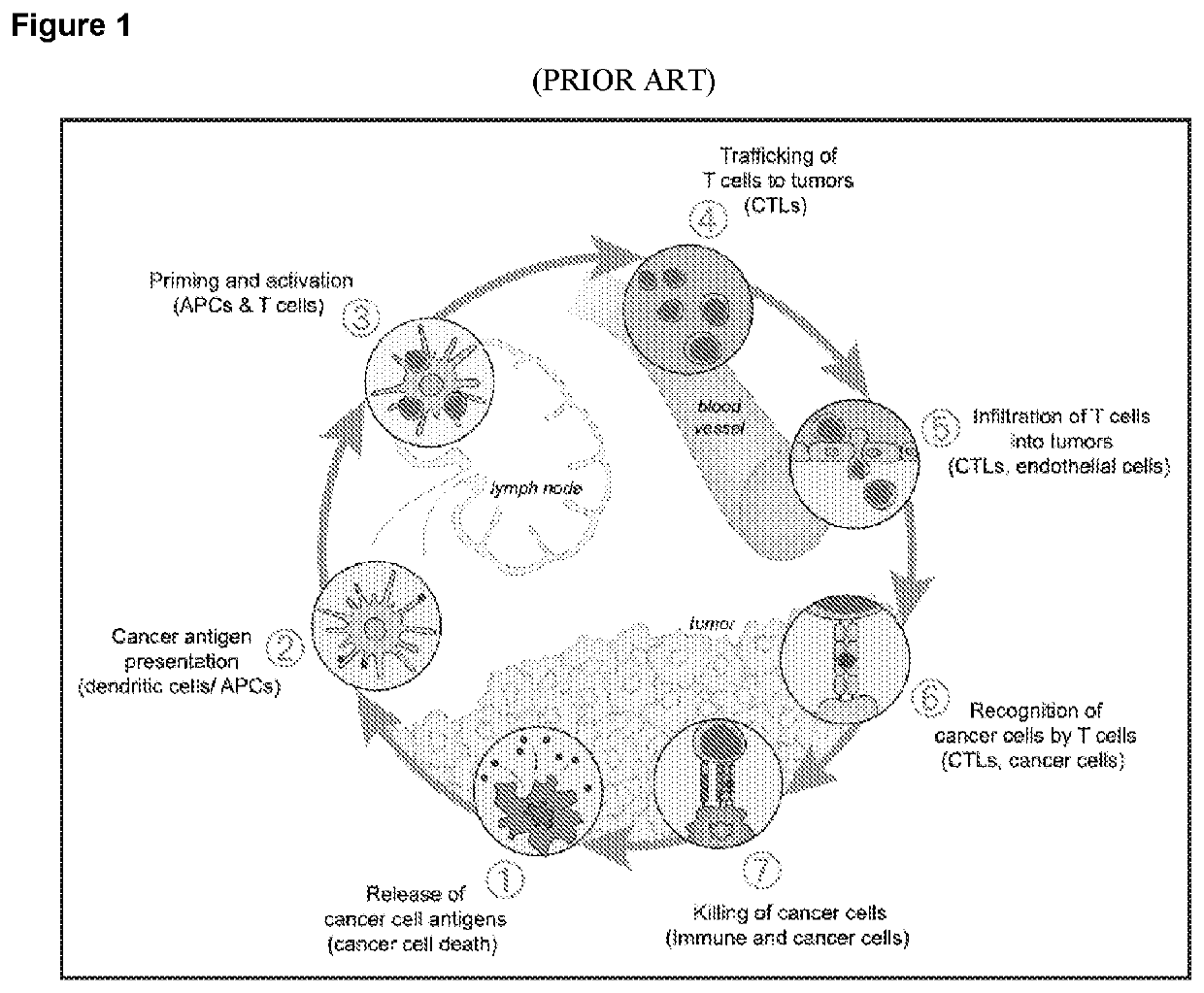 Combination tumor immunotherapy